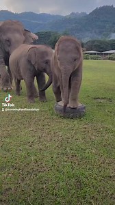 Pyi Mai and Wan Mai 😍 | Save Elephant Foundation - มูลนิธิอนุรักษ์ช้างและสิ่งแวดล้อม