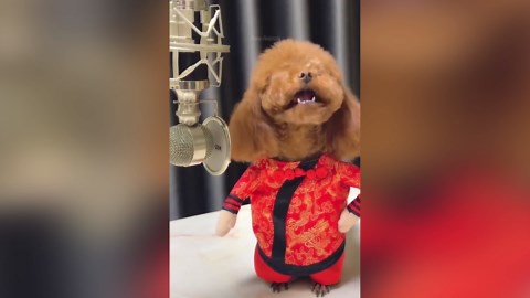 Dogs Being Silly & Funny – A Hilarious Ride of Laughs! 🐾🤣| Funny Dog Video