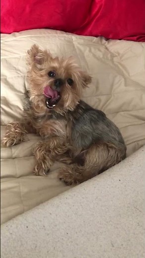 In this Silky Yorkie Terrier adventure Dolly goes deep undercover.