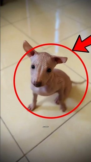 The Xoloitzcuintli: Mexico’s Ancient Hairless Dog 🐕✨