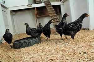 Chicken tractor design