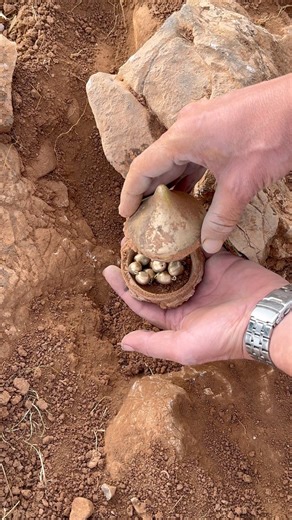 378K views · 2.3K reactions | Finding ancient treasure under rocks 直 #treasurehunt #archaeology #discovery #treasurehunting #adventure | Adventure treasures X | Facebook