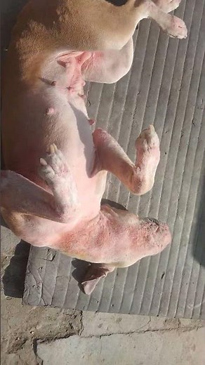 #hindisong 😂jony jony ha ji 🤩 song hindi #dance #entertainment #bollywood