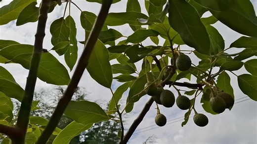 Assessing Hass Avocado Orchard for Optimal Growth