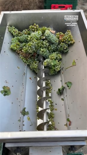 With just one auger, this crusher-destemmer prepares grapes for making wine. 🎥 manavi_estate / IG | Interesting Engineering