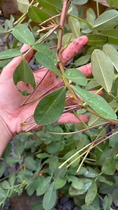 9K views · 28 reactions | If you live in the southeast — Peanuts are...