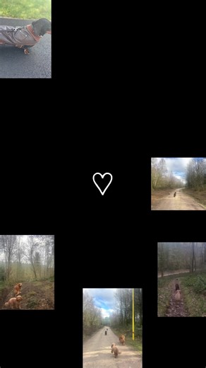 K9 Pet Services on TikTok