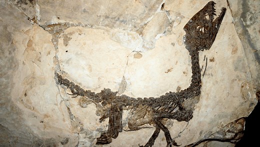 How Come Dinosaur Bones Can Survive For So Long?