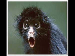 Vtipná videa se zvířaty (sestřih vtipných videí) - funny videos with animals