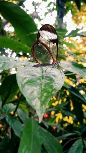 glass wing butterfly on a leaf‪@knittingstories_official‬ #butterfly #cutevideos