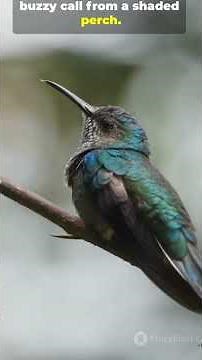 This Hummingbird Is Huge and Stunning