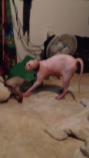 Smeagol hates Halloween