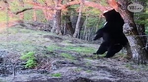 A curious bear bites onto and breaks a camera in national park