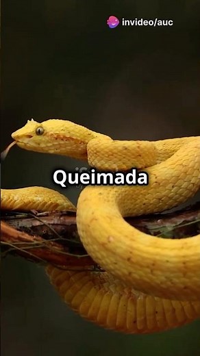 Exploring Brazil's Deadly Snake Island 🐍 #IlhaDaQueimadaGrande