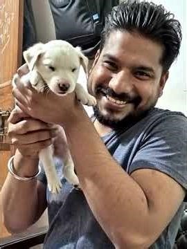 Lovely puppy #bulldog #jarmansafeddog ￼