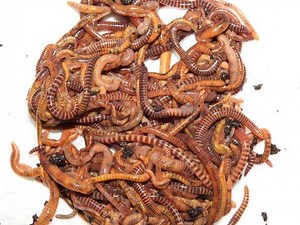 Difference of Compost Worm Types, Tigers, Red Wriggler and European Nightcrawlers for worm farms