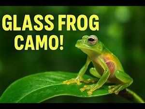 How Glass Frogs Master camouflage