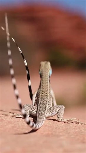 Uncover the secrets of the incredible zebra-tailed lizard's desert life 🌵
