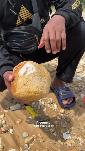 “Discovery of 1,000-year-old petrified wood fossil”