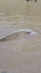 23K views · 298 reactions | Big Size Bowal Catching By Hand #fishing #fish #bigfish #fishingtime #nature #catfish #riverfishing | Local Fishing Videos | Facebook