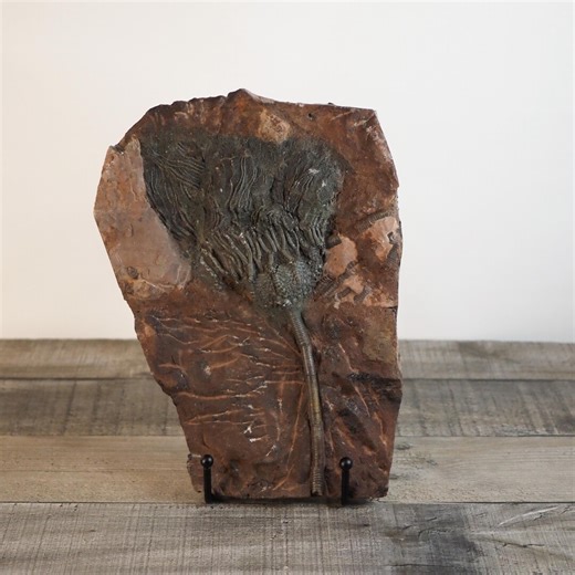 Beautifully Detailed Devonian Crinoid Fossil Plaque From Morocco - Etsy