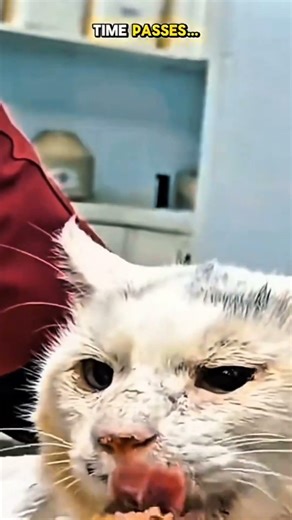 kitten Survived… Against All Odds 🐾 #cat #rescue #wildlife #healing