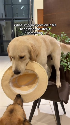 “I love this game” 🙈 #fyp #viral #dogsoftiktok #trending #rescuedog