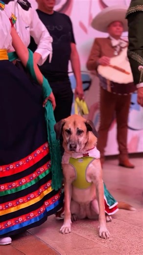 ¡México se siente, se vive y se baila en Mundo E! 🇲🇽 Nuestra plaza se convirtió en escenario de tradición con increíbles bailes típicos que hicieron vibrar a todos con su energía, música y color. Momentos que nos llenan de orgullo y nos recuerdan lo grande que es nuestra cultura.✨ Gracias por ser parte de esta fiesta con nosotros. 🎉 #MundoE #OrgulloMexicano #BailesTípicos | Mundo E