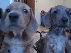 Cute dachshund pups | BuzzSharer Dachshunds
