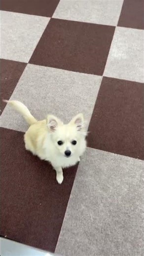 ポメチワちゃん