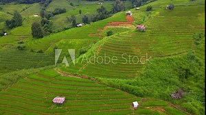 Paddy rice farmland in Northern Thailand, Pa Pong Piang rice terraces in North Thailand, green rice paddy fields during green season