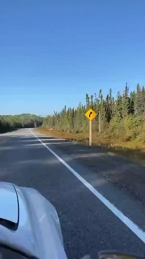 Captivating Moments with Canadian White Moose