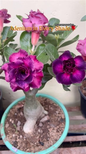 Varieties of Adenium🌺❤️ #plants #garden #flowergarden #adenium #plantlover