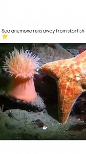 156K views · 10K reactions | Sea anemones are predatory marine invertebrates that are related to corals and jellies. They are named after the anemone, a terrestrial flowering plant, and come in a variety of colors. Sea anemones have venomous tentacles that they use to paralyze their prey. They then use their tentacles to snatch the victim into their mouth. Some species of sea anemones only eat microorganisms. Follow for stuff: @bad_science_jokes | Bad Science Jokes | Facebook