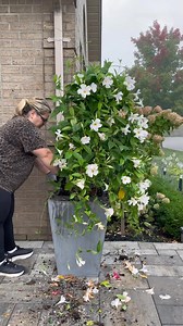 The most perfect mandevilla vine you ever did see 🥹 | the.wreath.coach
