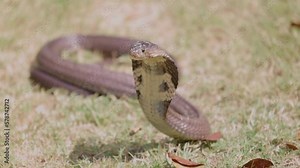 Close up head of Cobra snake on grass and Light reflecting cobra snake.
