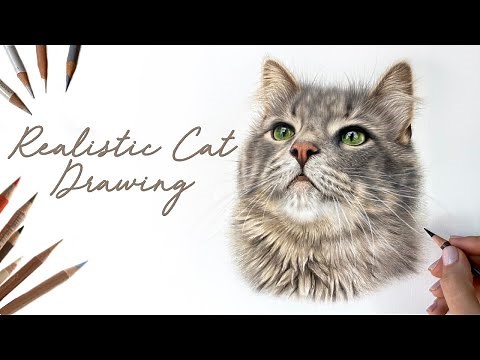 Drawing a Realistic Cat in Coloured Pencil | Drawing Process