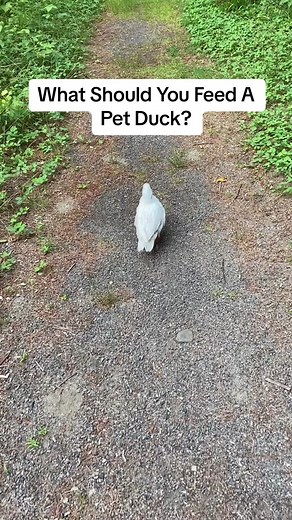 I want my ducks to live long happy lives, so I provide them the best feed I can! 🦆 #DunkinDucks #DuckFeed #Duckling #Pets #MazuriPet #Mazuri #Chewy #FarmAnimals