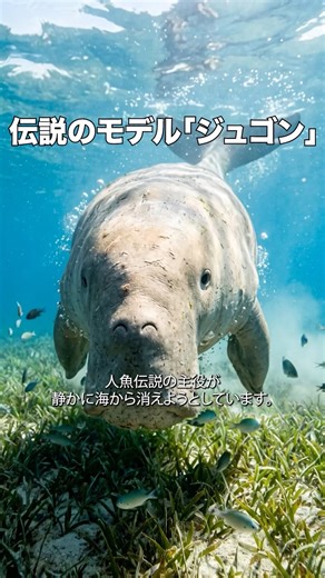 伝説のモデル「ジュゴン」
