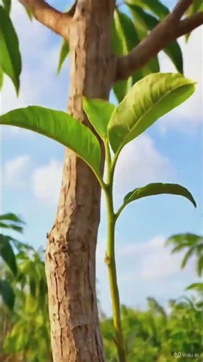 Mango Growing Magic | Time-Lapse Nature⭐#shorts#mango#timelapse