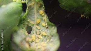 Ants and aphids work together to produce food in a mutually symbiotic relationship