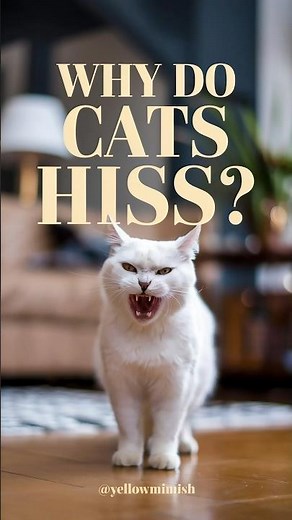 why do cats hiss at their owners #cat #cats #pet ‪@kittenLady-07‬