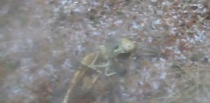 Ight but why in every ‘real alien’ video is the alien butt ass naked? You tellin me star mama & sky daddy be travelin the entire universe at light speed but DGAF about their cheeks slappin in the wind? | 𓂀 Into The Chasm 𓂀