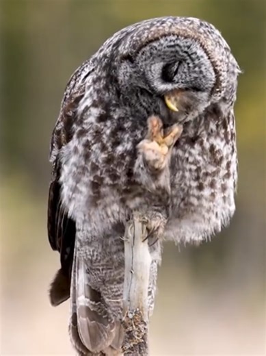 Incredible Silent Owl Hunting Techniques Revealed