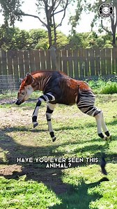 296K views · 8.6K reactions | Okapi 漣 Rare Creature of the Congo! #okapi #okapis #okapibaby #cuteokapi #babyokapi #cuteanimals #animalsofinstagram #wildlife #wildanimals #adorableanimals | 1 Minute Animals | Facebook
