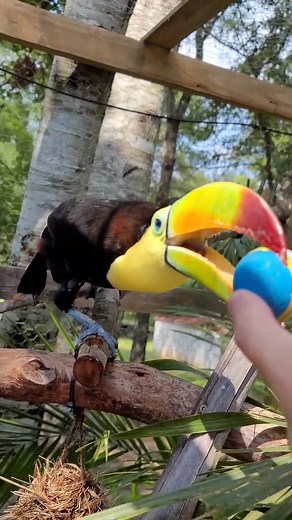 What Do Toucans Sound Like? Unveiling their Unique Calls!