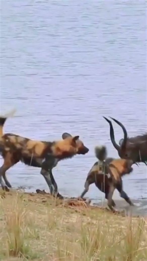 Nature Shows No Mercy#animals