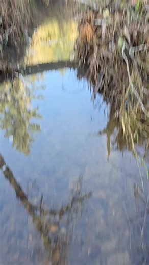 Unique Carnelian Discovery in S.W. Washington