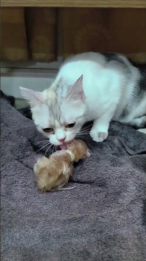Amazing Moment! Cat Giving Birth to Adorable Kittens