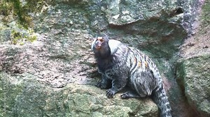 Fluffy common marmoset, callithrix jacchus with white tufted-ears spotted on a rocky wall with sunlight passing through the foliages in daytime, handheld motion close up shot.